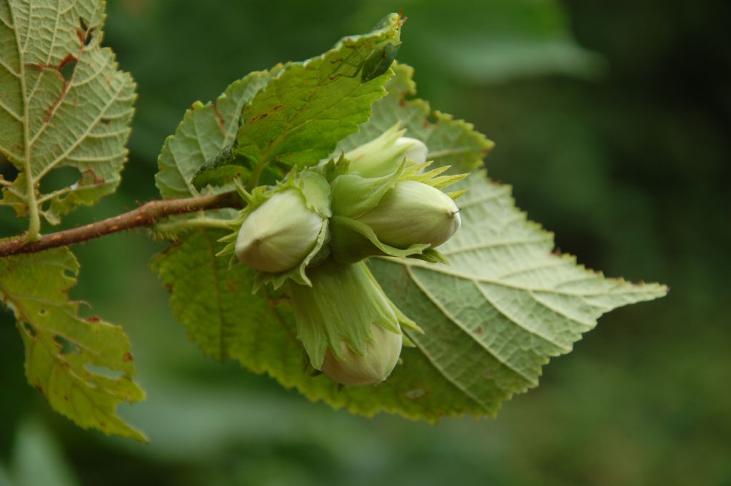 Corylus avellana / Nocciolo